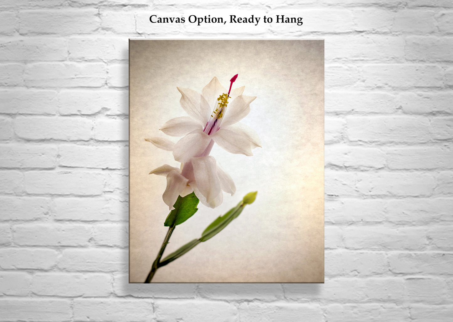 Minimalist Flower Art Print with Christmas Cactus Blossom by Murray Bolesta!