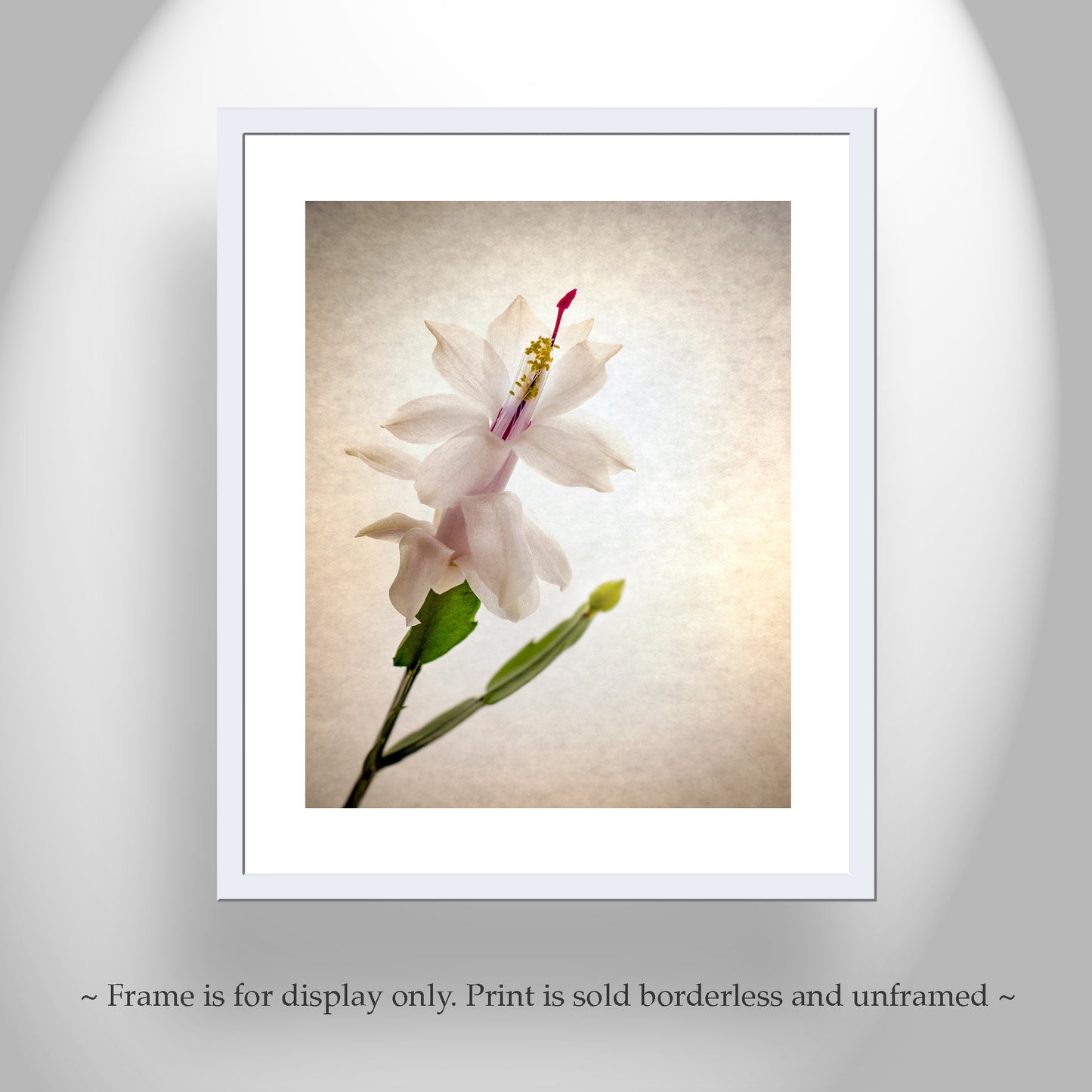 Minimalist Flower Art Print with Christmas Cactus Blossom by Murray Bolesta!