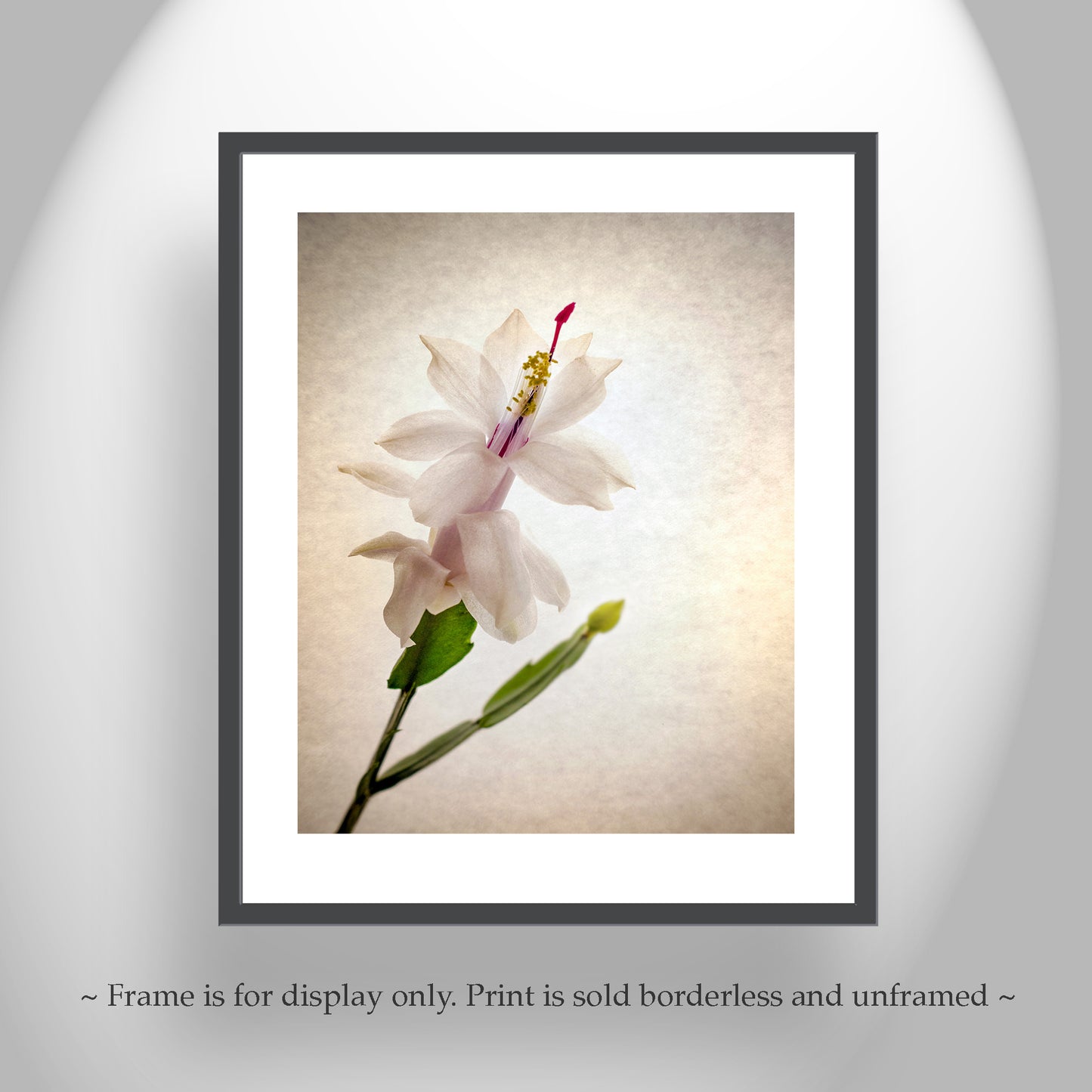 Minimalist Flower Art Print with Christmas Cactus Blossom by Murray Bolesta!
