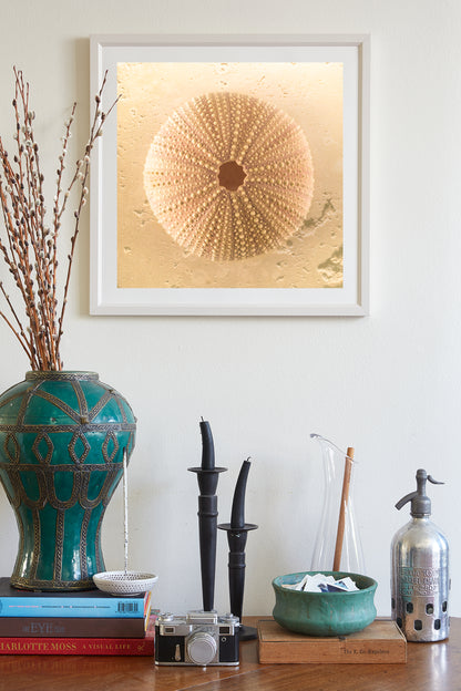 Sea Urchin Seashell Art Print by Murray Bolesta in Beige Neutral Tones