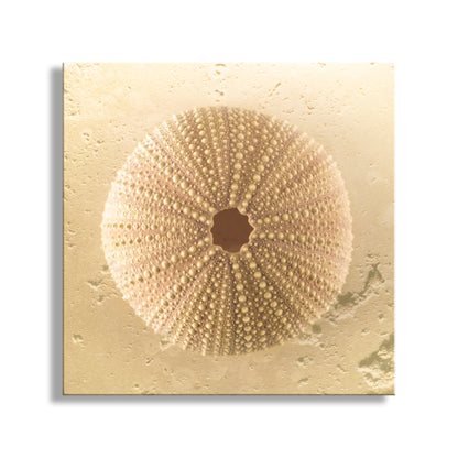 Close-up of a sea urchin shell on a beige background. Sea Urchin Seashell Art Print by Murray Bolesta in Beige Neutral Tones