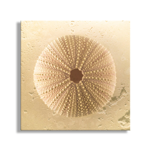 Close-up of a sea urchin shell on a beige background. Sea Urchin Seashell Art Print by Murray Bolesta in Beige Neutral Tones
