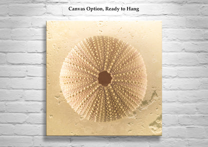 Sea Urchin Seashell Art Print by Murray Bolesta in Beige Neutral Tones