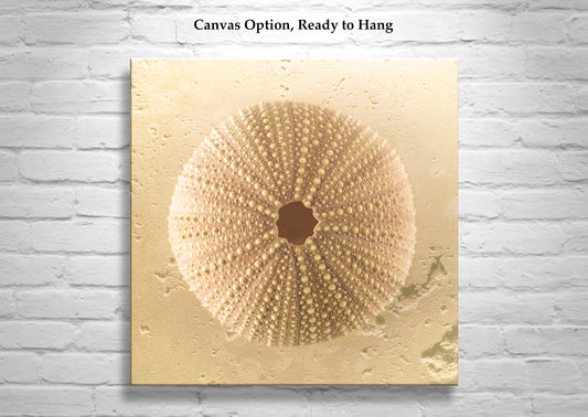 Sea Urchin Seashell Art Print by Murray Bolesta in Beige Neutral Tones