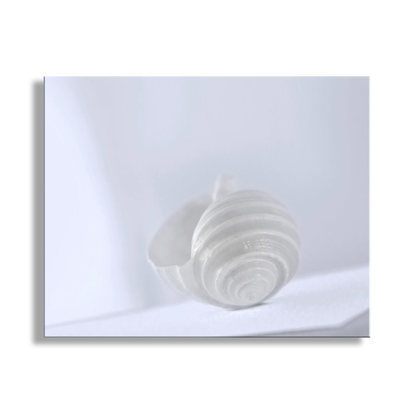 White seashell on a white background. Minimalist Seashell Art Print in Pastel for Home or Bathroom in Periwinkle Blue