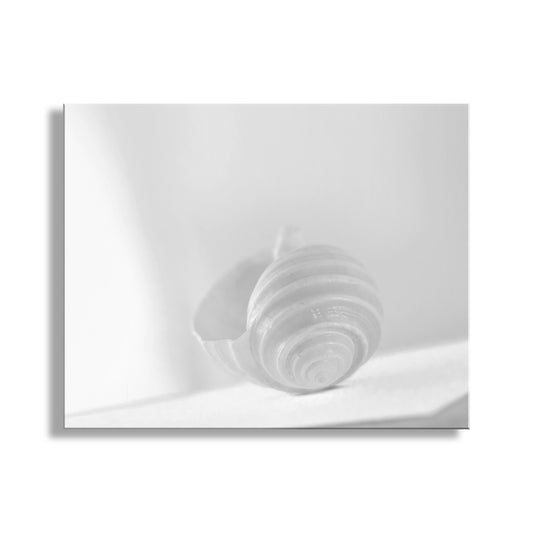 Seashell White on White Elegant Minimalist Art Print for Home