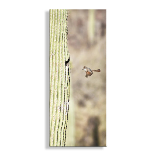 Desert Flycatcher Bird in Flight Art Print | Saguaro Cactus in Arizona