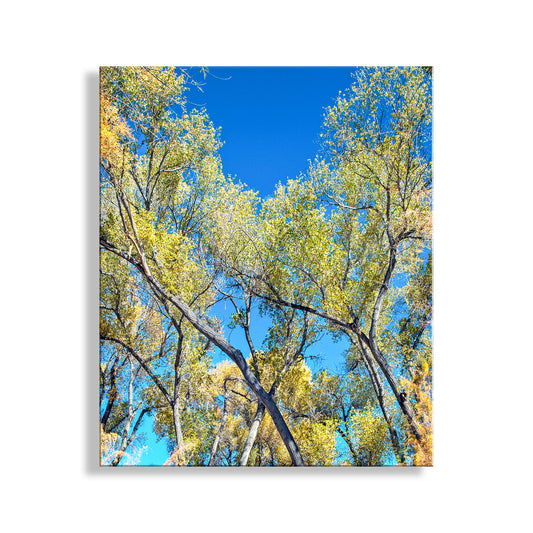 Tree canopy with blue sky background.San Pedro River Arizona Cottonwood Tree | Autumn Forest Nature Print