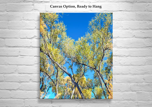 San Pedro River Arizona Cottonwood Tree | Autumn Forest Nature Print