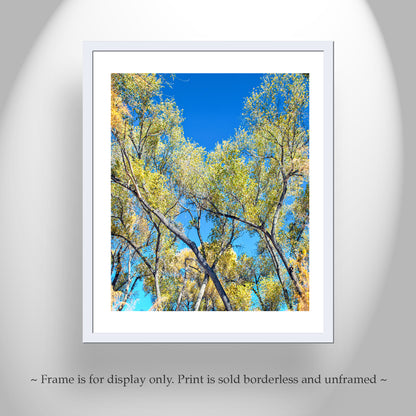 San Pedro River Arizona Cottonwood Tree | Autumn Forest Nature Print