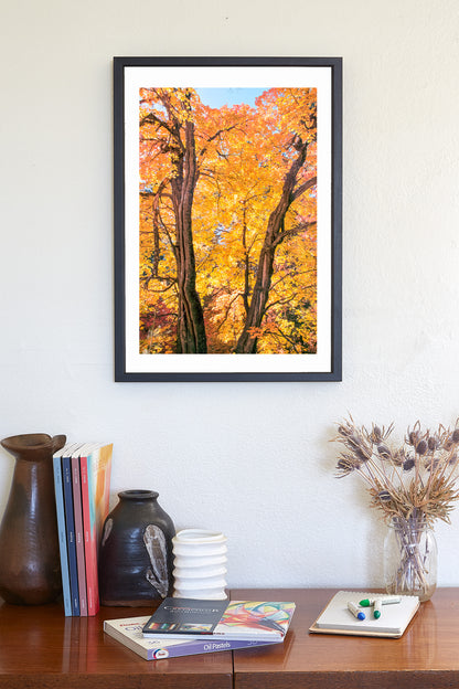 Fall Forest Photography | Golden Autumn Leaves in Tucson AZ Mountains