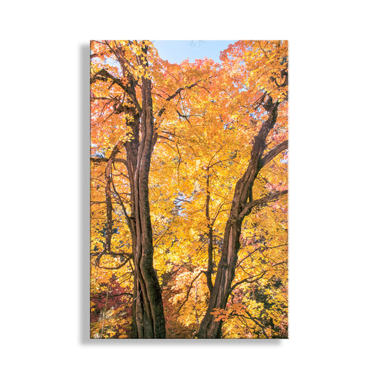 Canvas print of autumn trees with vibrant yellow leaves on a white background. Fall Forest Photography | Golden Autumn Leaves in Tucson AZ Mountains