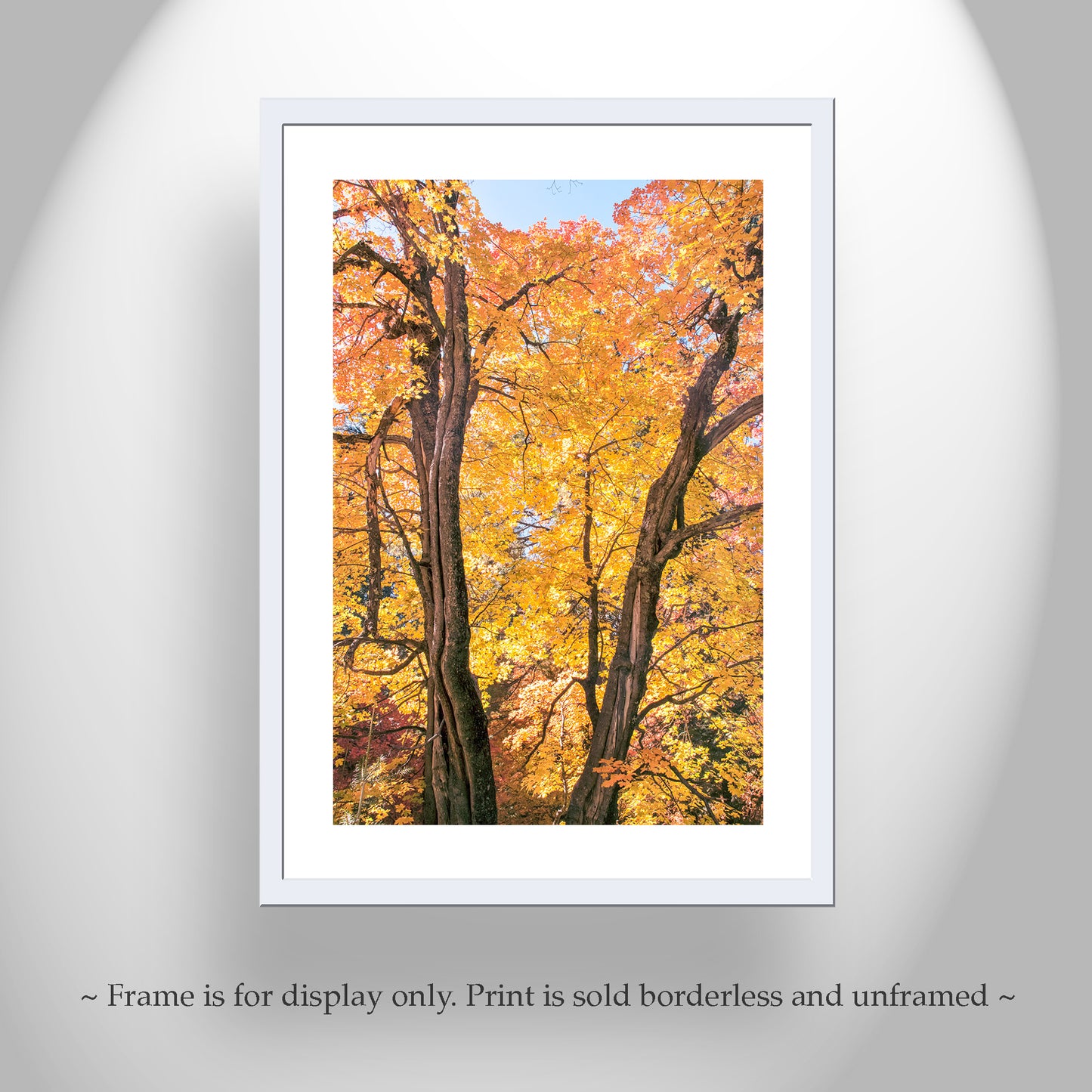 Fall Forest Photography | Golden Autumn Leaves in Tucson AZ Mountains