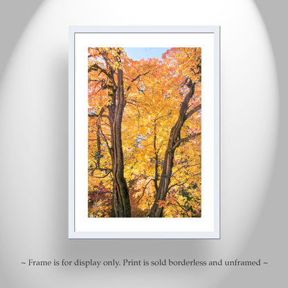 Fall Forest Photography | Golden Autumn Leaves in Tucson AZ Mountains