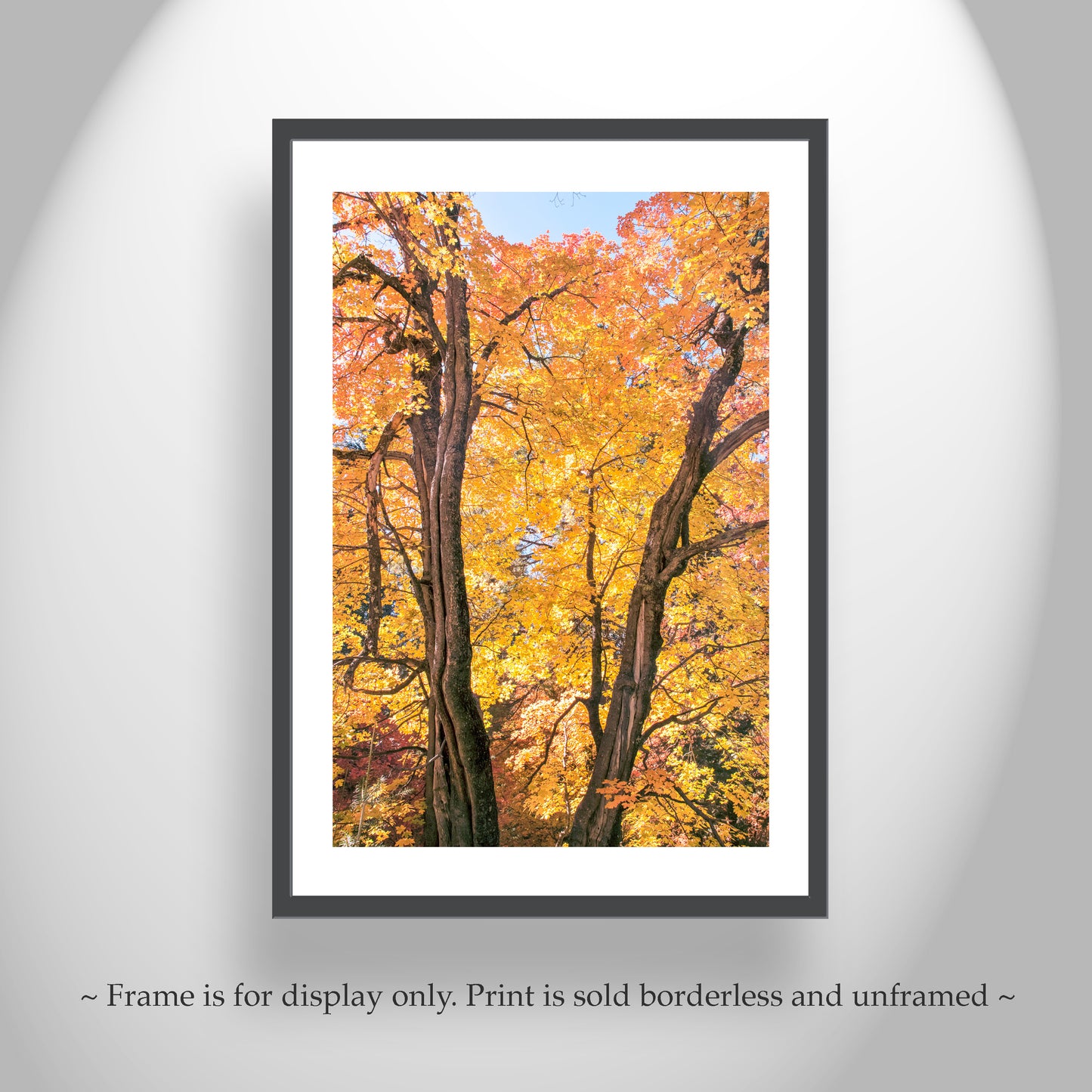 Fall Forest Photography | Golden Autumn Leaves in Tucson AZ Mountains