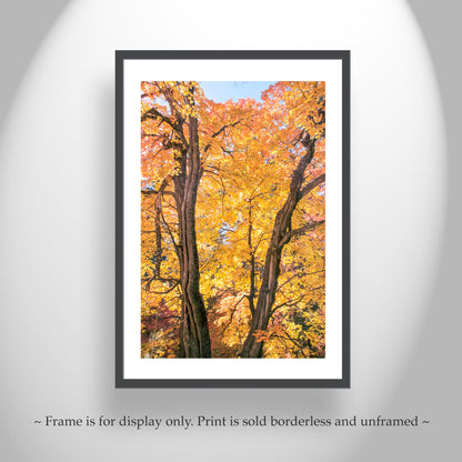 Fall Forest Photography | Golden Autumn Leaves in Tucson AZ Mountains