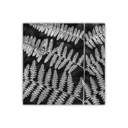 Forest Fern Art Print in Black and White | Catalina Mountains Tucson Arizona