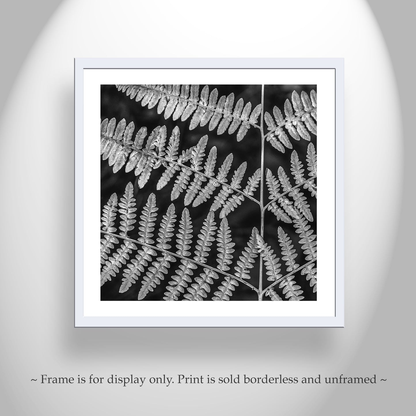 Forest Fern Art Print in Black and White | Catalina Mountains Tucson Arizona