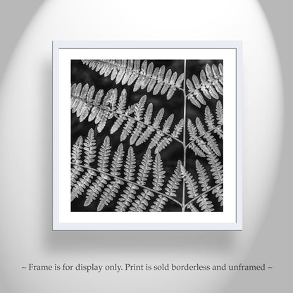 Forest Fern Art Print in Black and White | Catalina Mountains Tucson Arizona