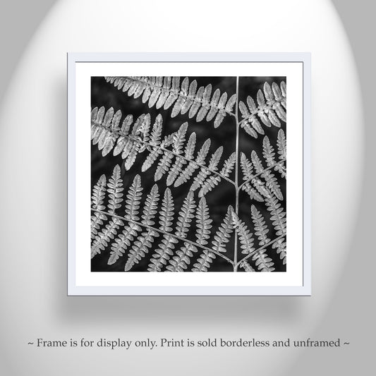 Forest Fern Art Print in Black and White | Catalina Mountains Tucson Arizona