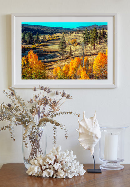 Autumn Forest Nature Art with Quaking Aspen in Ranch Landscape NorCal