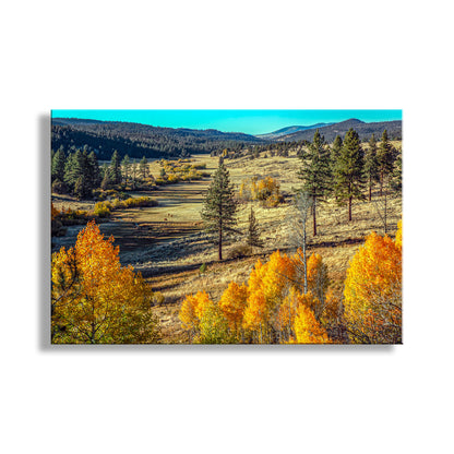 Autumn Forest Nature Art with Quaking Aspen in Ranch Landscape NorCal