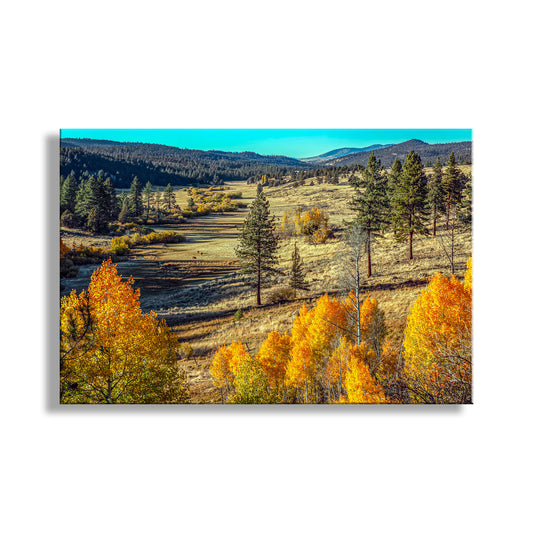 Autumn Forest Nature Art with Quaking Aspen in Ranch Landscape NorCal