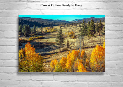 Autumn Forest Nature Art with Quaking Aspen in Ranch Landscape NorCal