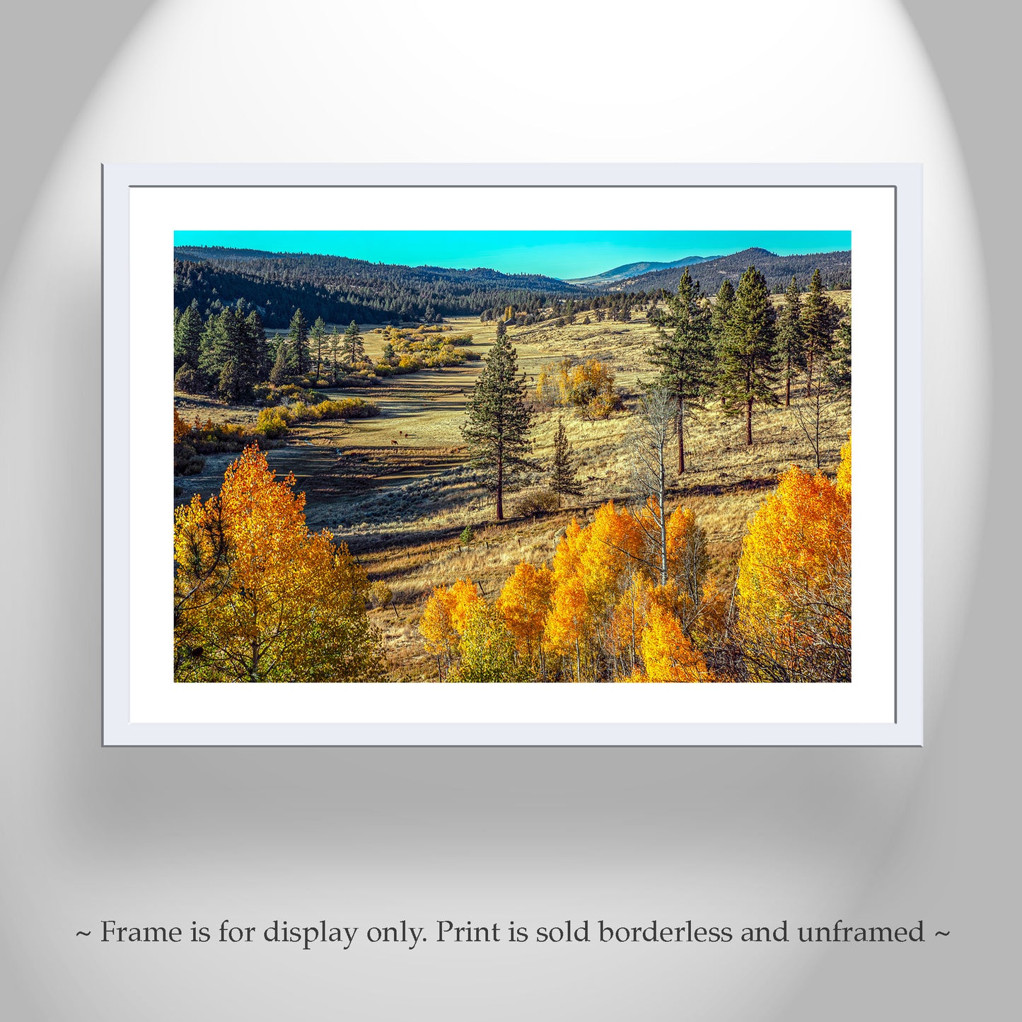 Autumn Forest Nature Art with Quaking Aspen in Ranch Landscape NorCal