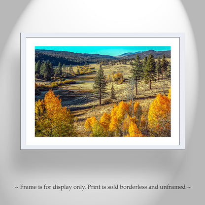 Autumn Forest Nature Art with Quaking Aspen in Ranch Landscape NorCal