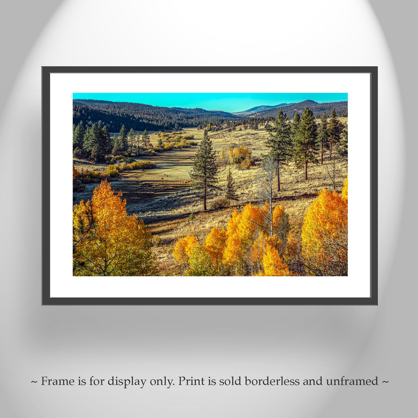Autumn Forest Nature Art with Quaking Aspen in Ranch Landscape NorCal