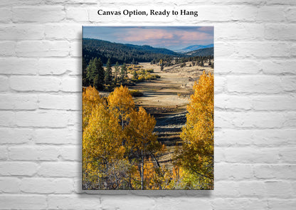 Autumn Aspen Tree Photograph in Northeast California Ranch Country