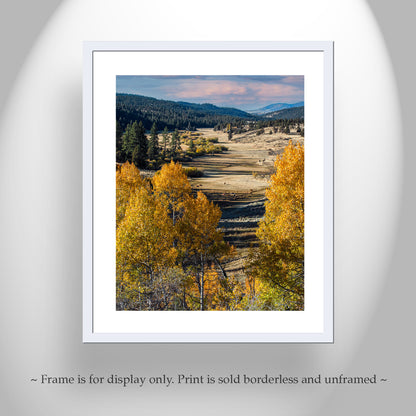 Autumn Aspen Tree Photograph in Northeast California Ranch Country