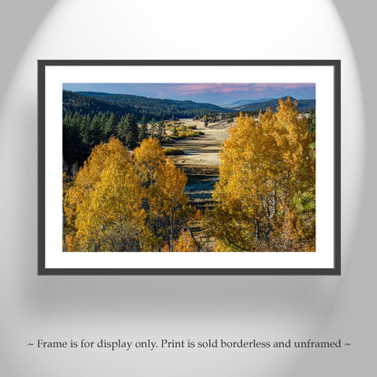 Quaking Aspen Autumn Forest Landscape Art | Western Ranch Country NorCal