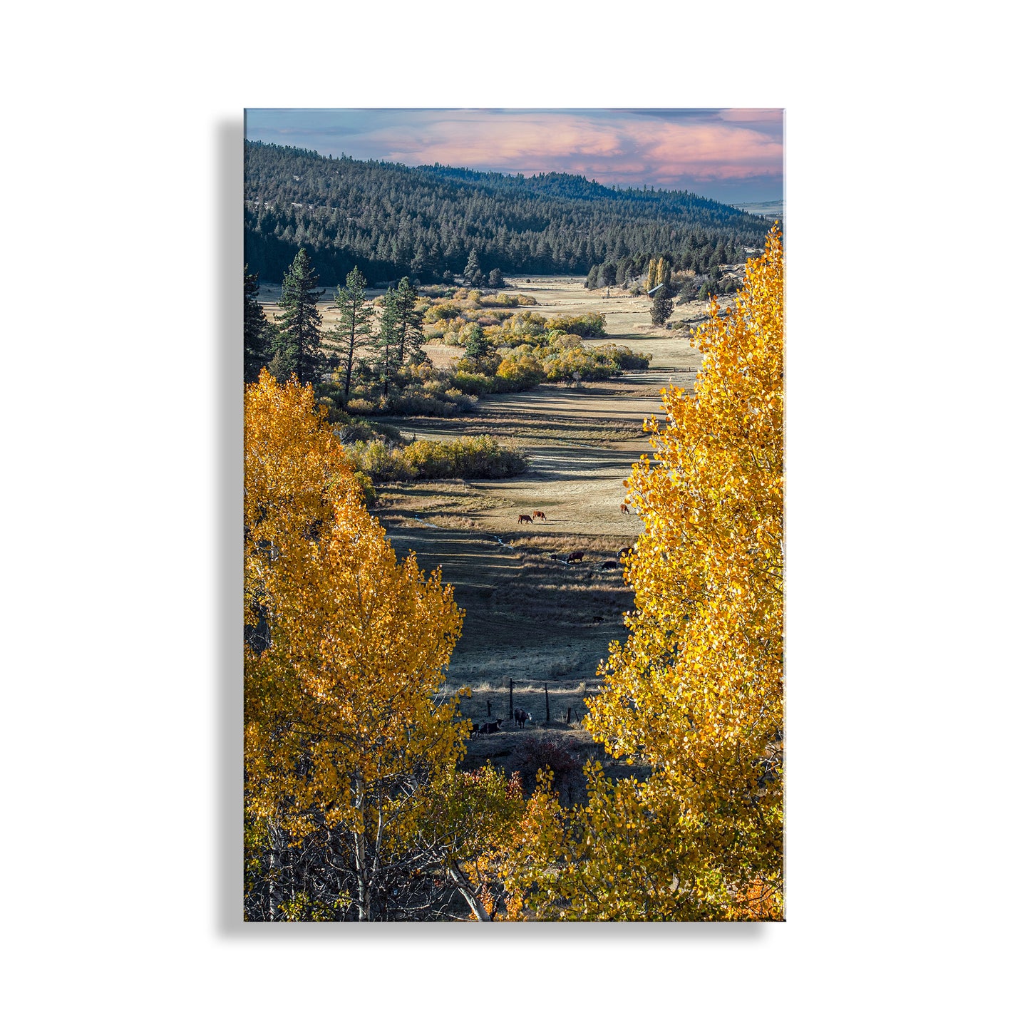 Autumn landscape with yellow trees and a valley. Quaking Aspen Trees in Western Landscape as Nature Wall Decor Photograph. Far northeast California!