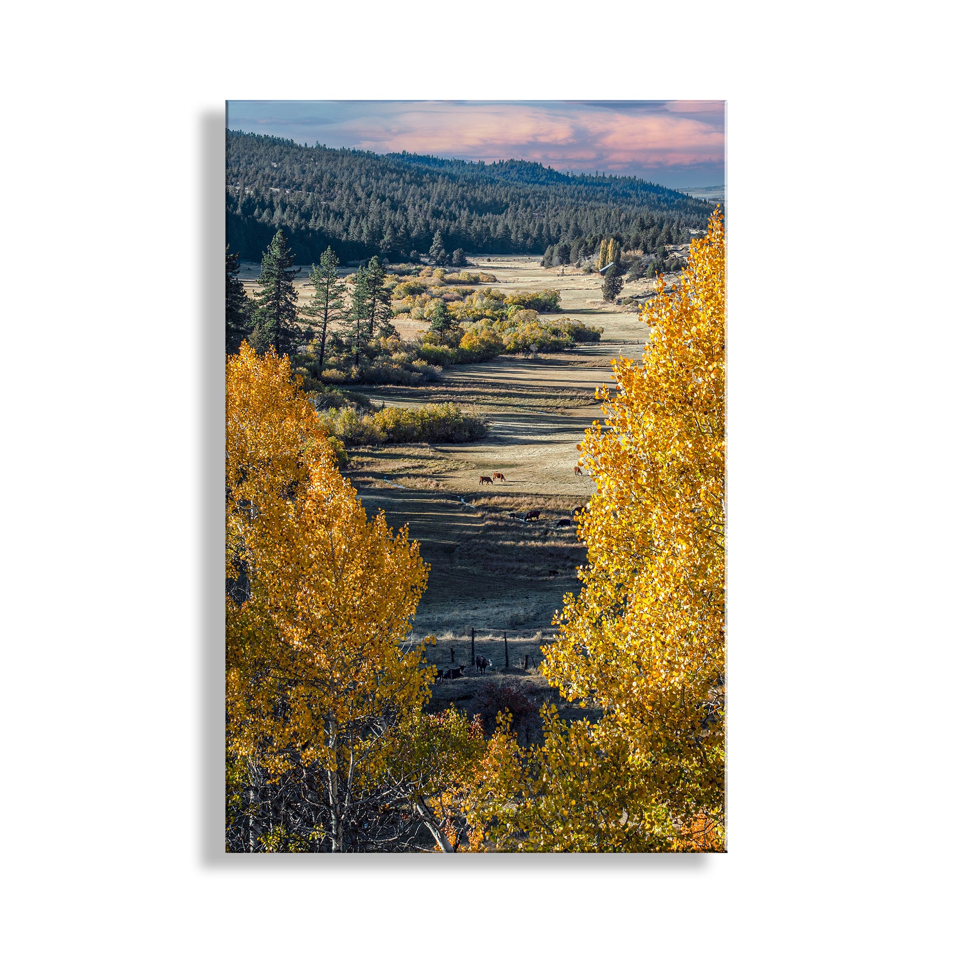Autumn landscape with yellow trees and a valley. Quaking Aspen Trees in Western Landscape as Nature Wall Decor Photograph. Far northeast California!