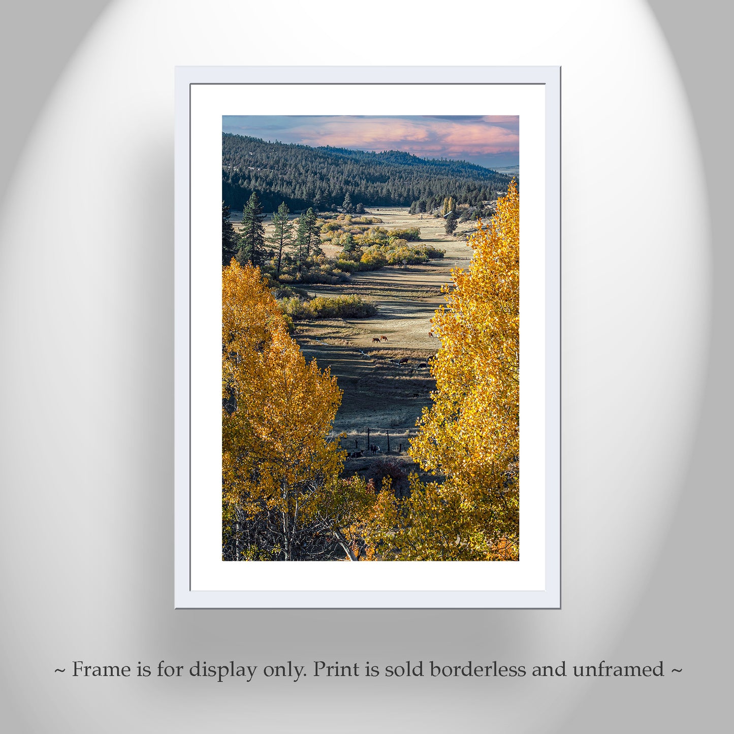 Quaking Aspen Trees in Western Landscape as Nature Wall Decor Photograph