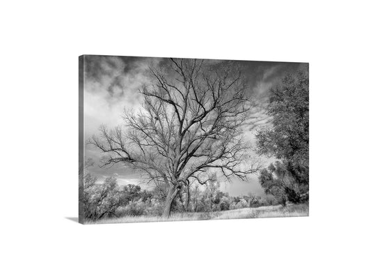 Winter Tree Nature Art in Black and White | Arizona Wilderness Canyon