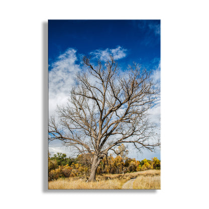Winter Tree Nature Art Photography Print | Arizona Wilderness Canyon