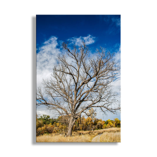 Winter Tree Nature Art Photography Print | Arizona Wilderness Canyon