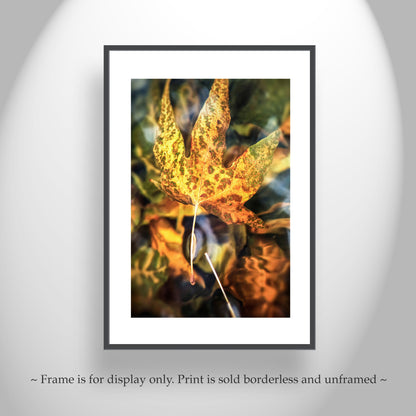 Sycamore Leaf in Water Abstract Botanical Art | Arizona Canyon Oasis