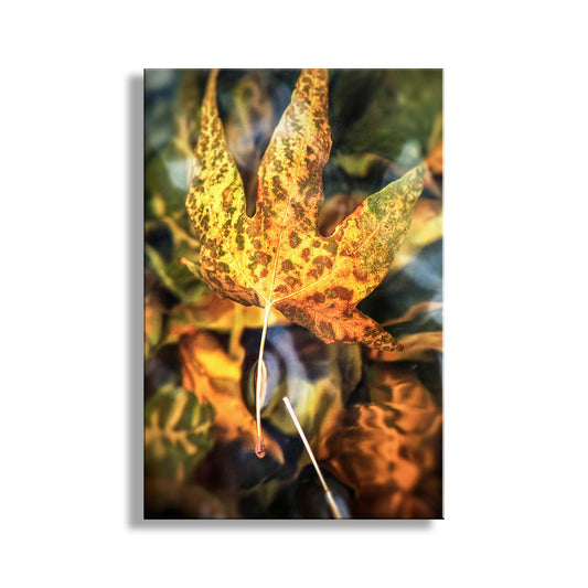 Sycamore Leaf in Water Abstract Botanical Art | Arizona Canyon Oasis