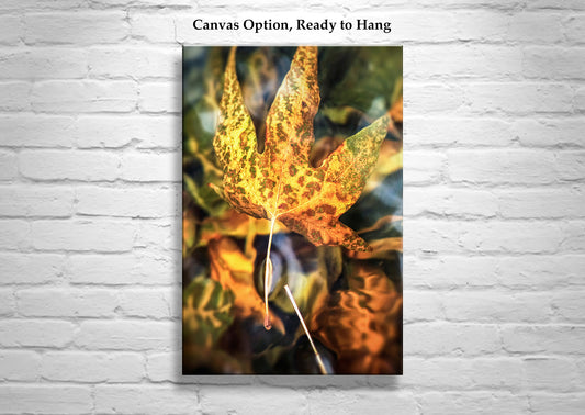 Sycamore Leaf in Water Abstract Botanical Art | Arizona Canyon Oasis