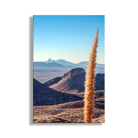 a desert landscape with a tall, spiky plant in the foreground and a distant mountain range in the background. Mount Hopkins Road – Santa Rita Mountains Sotol Agave Print