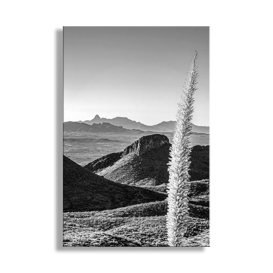 Black and White Santa Rita Mountains Artwork with Sotol Agave for Sale Santa Rita Mountains Art – Black & White Sotol Agave Print