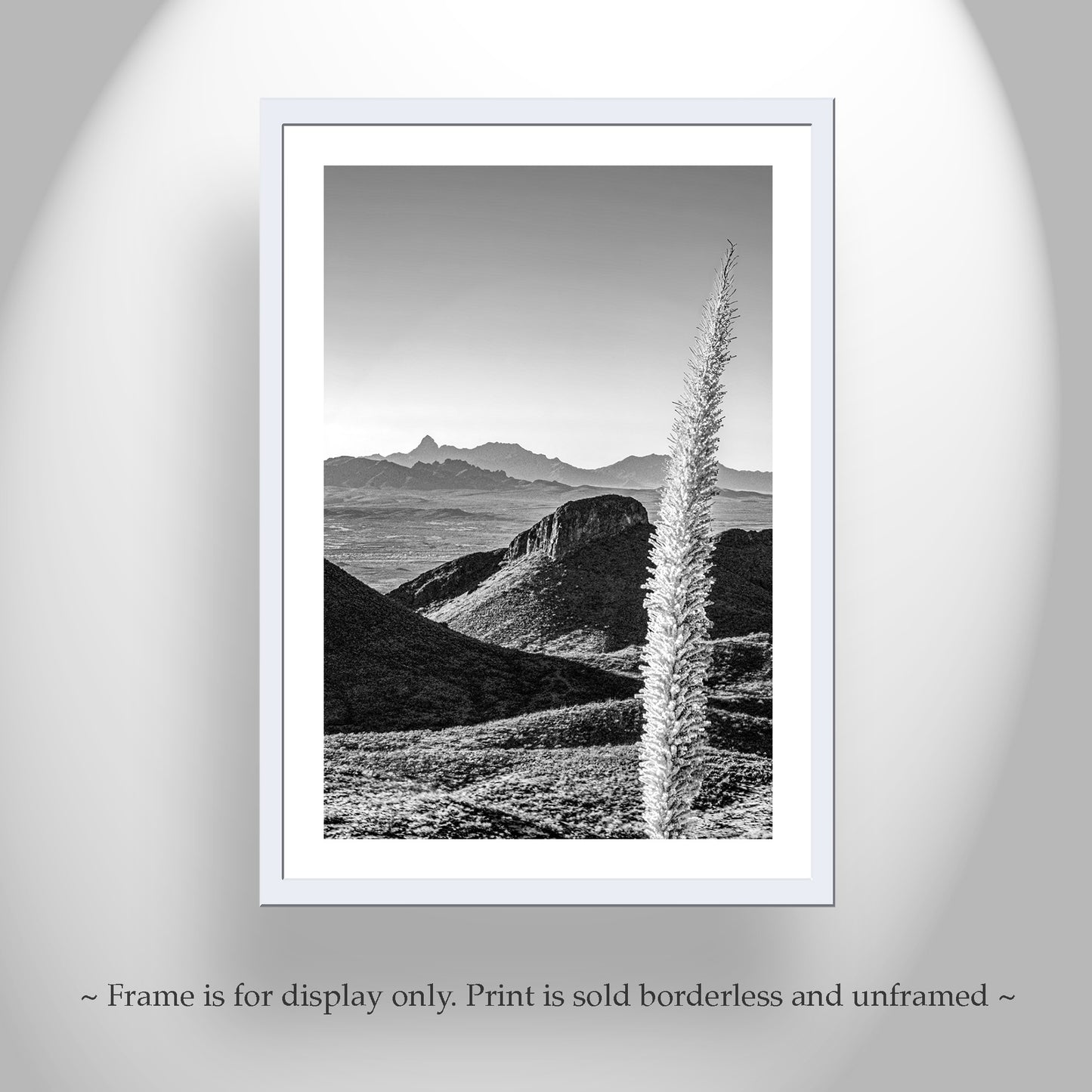 Santa Rita Mountains Art – Black & White Sotol Agave Print