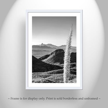 Santa Rita Mountains Art – Black & White Sotol Agave Print