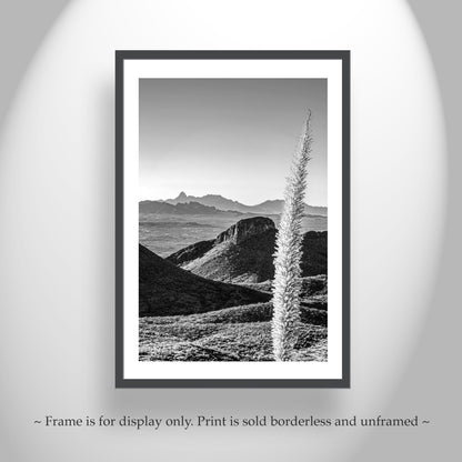 Santa Rita Mountains Art – Black & White Sotol Agave Print