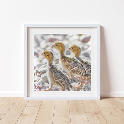 Bird Chick Photo Art Print with Cute Baby Quails as Gift for Bird Lover