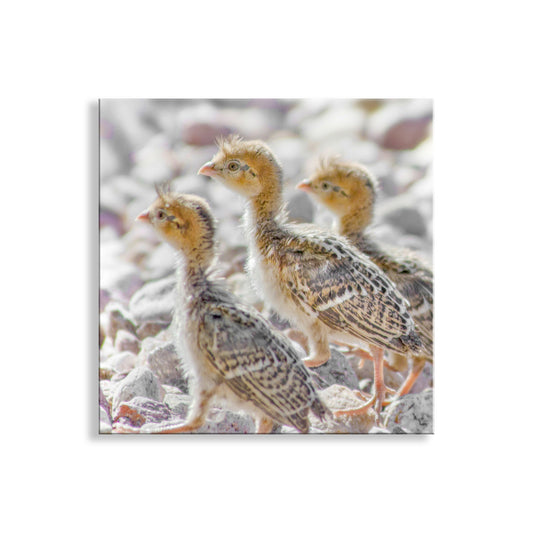 Bird Chick Photo Art Print with Cute Baby Quails as Gift for Bird Lover
